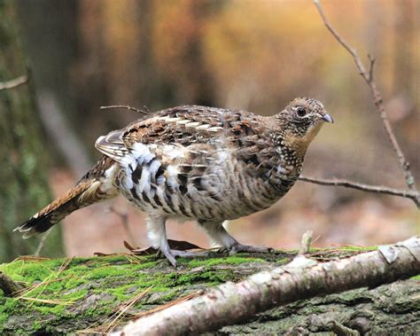 Ruffed grouse north east pa  This early attempt at protecting