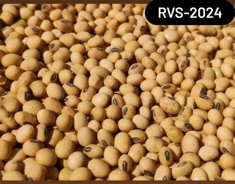 Rvs 2024 soybean variety details  A4759