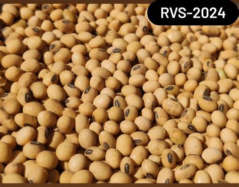 Rvs 24 soybean variety  After