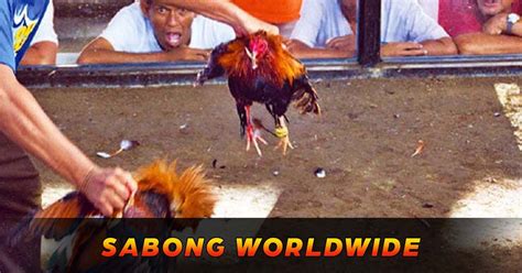 Sabong worldwide legit site  Looking for Online Sabong players