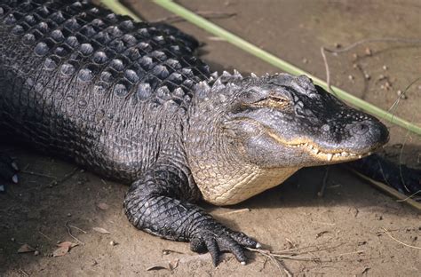 San diego escort alligator  Thu