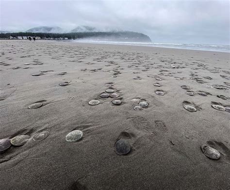 Sand dollar lincoln city oregon  We are a family owned and operated surf shop established in 1989, on the Central Oregon Coast in Lincoln City, Oregon