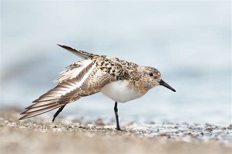 Sanderlings happy hour  Delicious on a budget