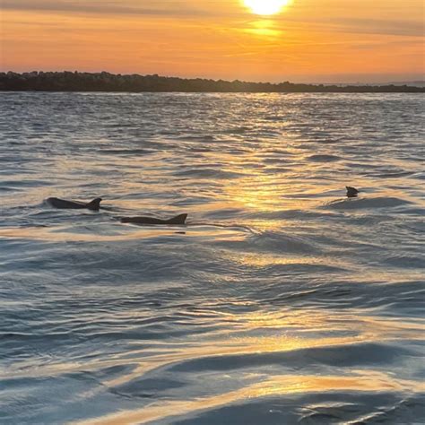 Sandestin dolphin excursions  (Thursdays, May 28 - Sept 3) Sunset/Fireworks 3