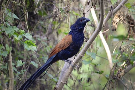 Sarang burung bubut Bubut umumnya membuat sarang di dalam vegetasi yang lebat dan biasanya bagian atasnya tertutup tetapi beberapa spesies memiliki bagian atasnya yang terbuka