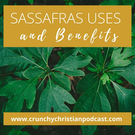 Sassafras tea benefits  Add a tsp of honey or any other sweetener you prefer and mix well