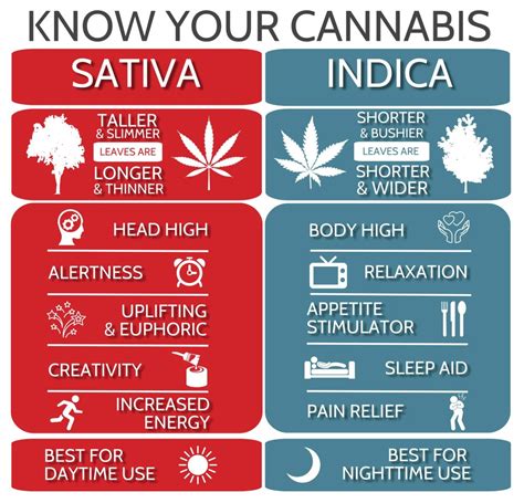 Sativa_indica007 ” Ultimately, the best way to find the right strain for an individual’s needs is through trial and error, rather than relying on broad generalizations about indica vs sativa strains