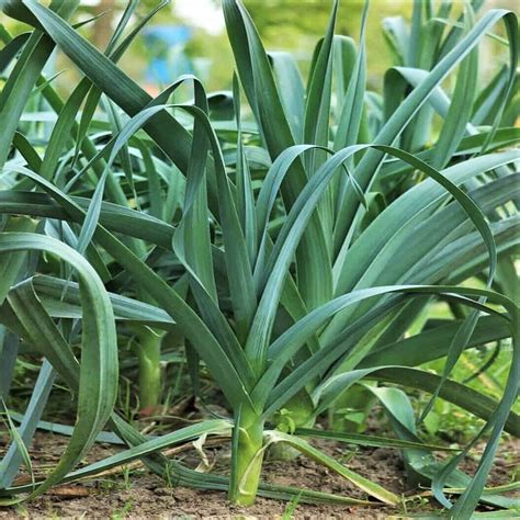 Scallion relative  Scallion-like veggie; Ramp is a wild one; Pungent vegetable related to the onion; Potato soup addition, sometimes; Potato accompanier in soup; Potato __ soup; Plant with edible leaf sheaths; Plant that resembles an onion; Plant (onion relative) eaten as a vegetable; Oniony soup ingredient; Onionlike soup veggie