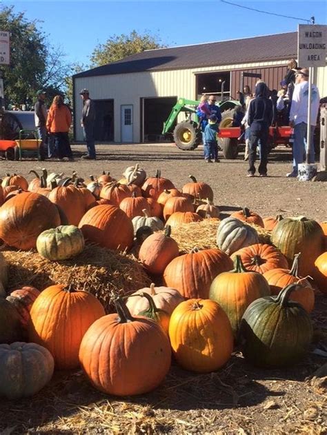 Schaake pumpkin patch 