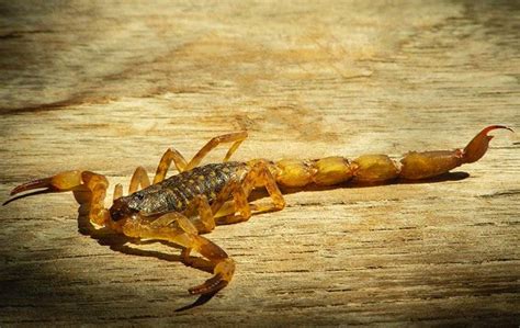 Scorpion extermination las vegas  In order to achieve long term success with pest control you need to stay ahead of the