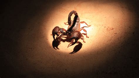 Scorpion extermination las vegas  However, if you can’t get your scorpion population under control by yourself, you might need to consult the help of a