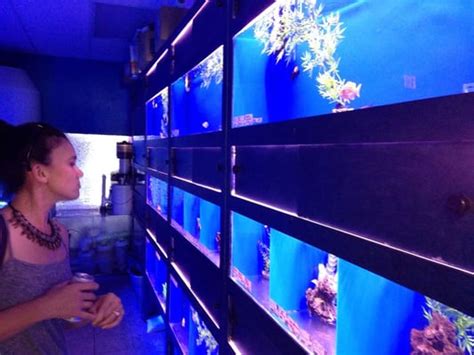 Sea splendor aquarium  2