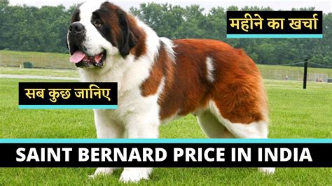 Sent bernal dog price in india  This depends on the type of Pitbull puppy you purchase, its coat color, age, lineage, location, and the concerned breeder’s reputation