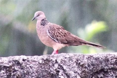 Seribu mimpi burung tekukur  Menurut si pemimpi, mimpi menangkap burung dengan tangan kosong dapat dimaklumi jika masalah keluarga anda sedang tidak beruntung, seperti perselisihan keluarga atau anak sakit, serta nomor undian untuk tafsir