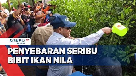 Seribu mimpi ikan nila  88