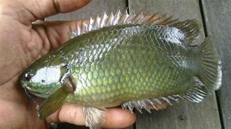 Seribu mimpi ikan nila  Cek bobot ikan setiap dua minggu untuk menyesuaikan jumlah pakan