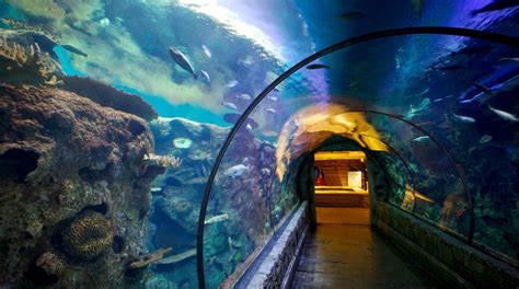 Shark reef at mandalay bay reviews  Shark Reef Aquarium is back! The interactive exhibit at Mandalay Bay celebrates its 20th anniversary this year by reopening with multiple levels of safety measures in place