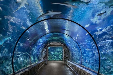 Shark reef mandalay bay discount tickets locals  For example, they make sure that the weaker piranhas get to eat too