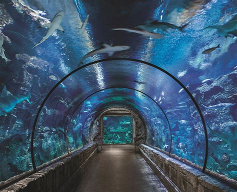 Shark reef mandalay bay reviews  Contact reporter John Przybys at jprzybys@reviewjournal