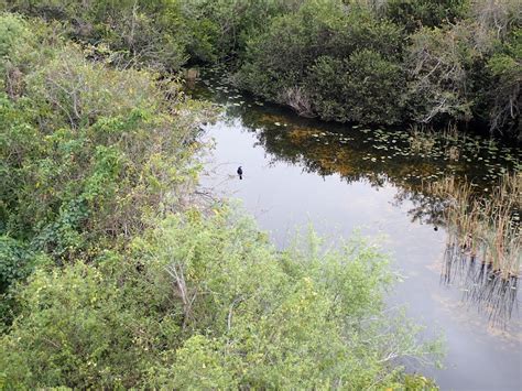 Shark valley loop road miami fl 33194  Shark Valley Loop Rd Everglades National Park, FL 33194 United States