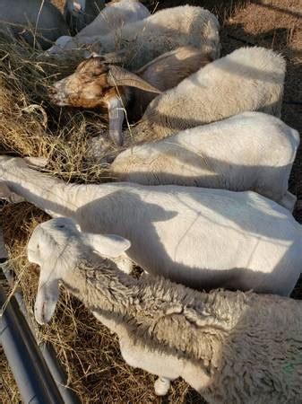 Vintage Sheep Shears - farm & garden - by owner - sale - craigslist
