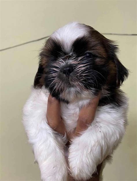 Shih tzu for sale leeds  Pet Breed: Shih Tzu 