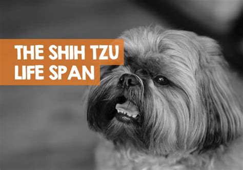 Shih tzu life span in human years  Regular vet care, including biannual exams, is important for monitoring the health of Shih Tzus and enabling early detection of potential issues