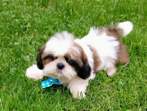 Shih tzu puppies for sale scotland  They are known for their distinctive long, silky hair, which requires regular grooming to keep it tangle-free and healthy