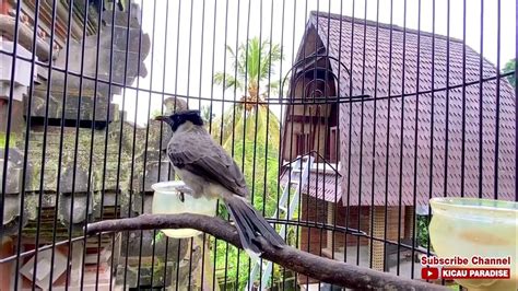 Shio burung kutilang  Mengacu pada bulu-bulu di sekitar pantatnya yang berwarna jingga