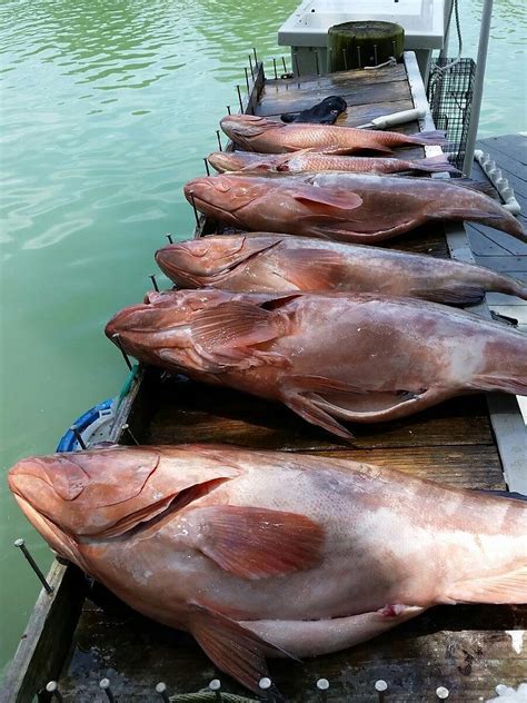 Siesta kation charters our many natural ledges and an amazing artificial reef system provide natural habitats for a wide variety of