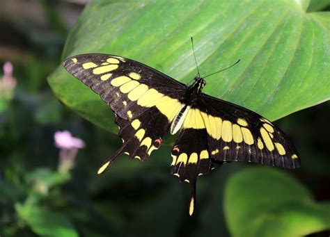 Significado borboleta preta e amarela Sonhar com uma borboleta preta pode ser um sinal de que a pessoa está passando por um momento de transição ou luto em sua vida