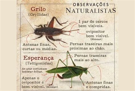 Significado espiritual do grilo marrom  Por isso, quem tem joaninha como totem, está associado ao que é transcendental e está na busca espiritual