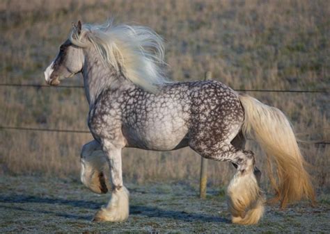 Silver dapple blue roan gypsy horse  Age 7 yrs