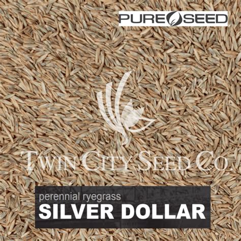 Silver dollar perennial ryegrass  This will ensure that the grass stays dense and lush, and prevents it from developing bare patches