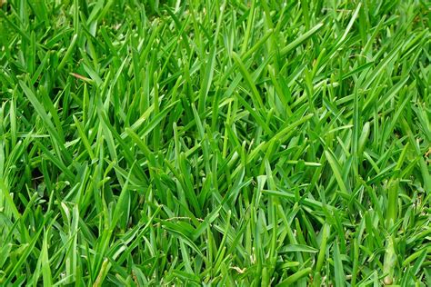 Silver dollar perennial ryegrass The transformation of my front lawn and the overall appearance is thanks to perennial ryegrass, but will it work for you in your lawn? In today's #askRKLC v