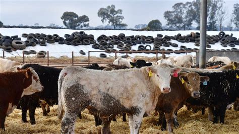 Silverdale saleyards  Mount Compass Saleyards; Mount Gambier Saleyards; Naracoorte Regional Livestock Exchange;When: February 16, 2023 @ 8:00 am Where: Dubbo Regional Livestock Markets, 2 Boothenba Road Dubbo NSW 2830The Silverdale Store Cattle sale scheduled for Saturday the 31st of August 2019 has been CANCELLED due to the ongoing dry weather conditions