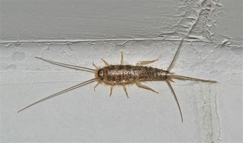 Silverfish pest control perth ROL-WA Pty Ltd trading as Allpest WA