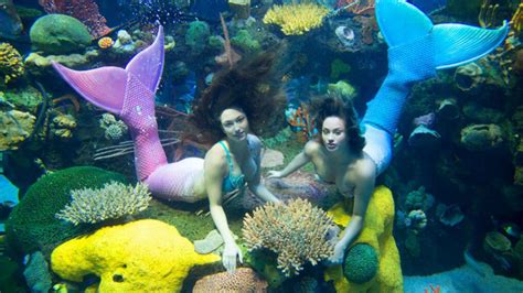 Silverton mermaid show Visit The Aquarium Silverton Casino Hotel Las Vegas, Nevada:Mermaid School Giveaway