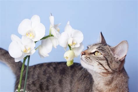 Sind orchideen giftig für katzen  Denn viele Zimmerpflanzen sind für Katzen giftig