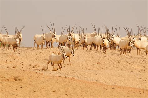 Sir bani yas island wildlife A private island shared with sister resorts Desert Islands and Al Sahel, Sir Bani Yas is an homage to the vision of His Highness Sheikh Zayed bin Sultan Al Nahyan