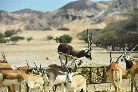 Sir bani yas island wildlife  Traveler rating & up & up & up