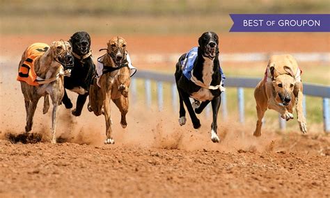 Sittingbourne dogs race card 8 on Tripadvisor among 27 attractions in Sittingbourne