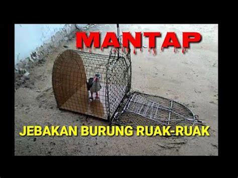 Sketsa burung ruak ruak  081347035443burung baburak lagi ngasuh anaknya sungguh induk yang baik burung ruak ruak ini sangat banyaknya di rawa2 dan memiliki rasa daging yang sangat lezat