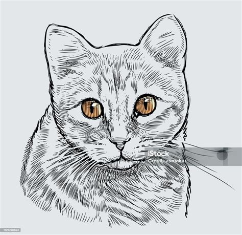 Sketsa gambar kucing lucu  kitty priroda ceria