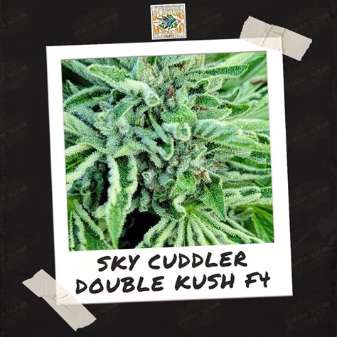 Skycuddler double kush f4 seeds  True Californian genetics, come to Canada! With a distinctive terpene profile dominated by trans- Caryophyllene, Limonene and Linalool, the Sky