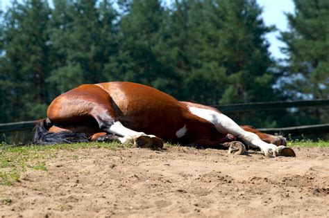 Sleeping horse lodge  Rent the entire Ranch Home for overnight stays; Branding Barn – private event space for weddings and corporate events for up to 200 guests Benezette Lodge, Benezette