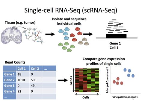 Small rna sequencing analysis  Summarization for each nucleotide to detect potential SNPs on miRNAs