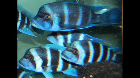 Smh cichlids  Avoid overfeeding! Get yourself a good filter and clean it every 2-3 weeks