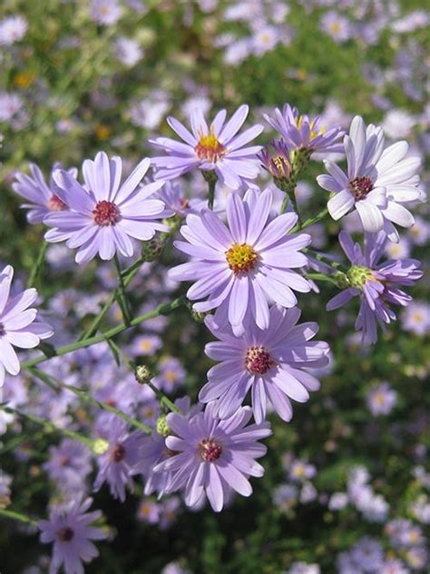 Smooth blue aster ny ecotype  Agastache