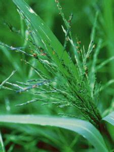 Smooth panicgrass pa ecotype  square pots with a 6:1:1 mixture of Promix